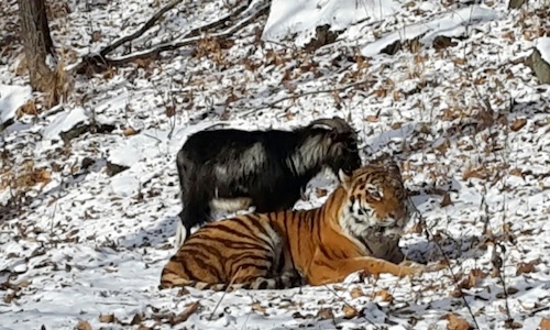 Tiger and goat forge unlikely friendship in Russian zoo