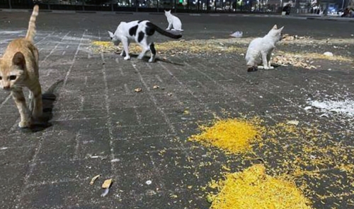 Call to Rethink Street Animal Feeding Fines