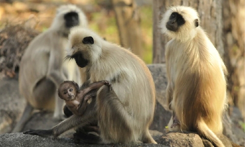 Six men arrested for eating endangered monkey Six men arrested for eating endangered monkey