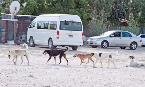 Hotline  launched to report  stray dogs