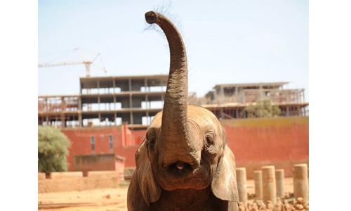 Elephant throws stone with trunk, killing 7-year-old girl