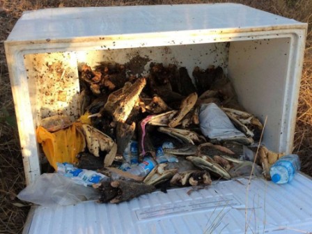 Dozens of crocodile heads dumped in Australian town Dozens of crocodile heads dumped in Australian town