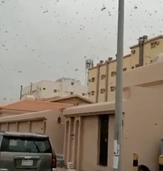 'No damage' to crops  after locusts invasion  