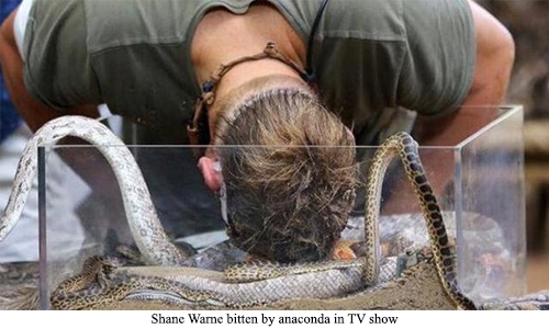Shane Warne bitten by anaconda in TV show Shane Warne bitten by anaconda in TV show
