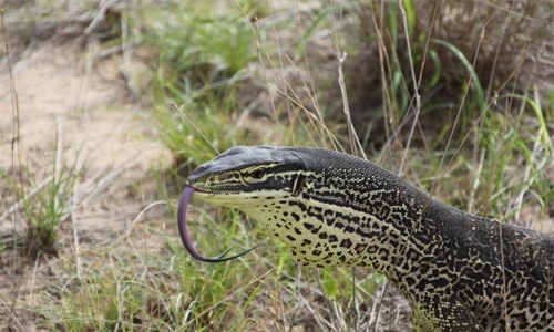 Australian giant monitor lizards trained to avoid eating toxic toads
