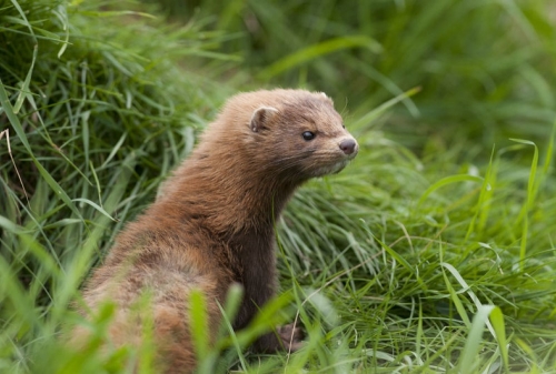 Coronavirus kills 15,000 US mink, as Denmark prepares for nationwide cull