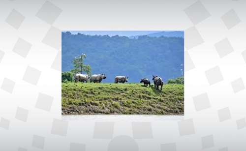 Floods kill scores in India's tea-growing Assam; nine rhinos drown