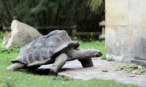 Surprisingly fleet-footed giant tortoise escapes Japan zoo... again
