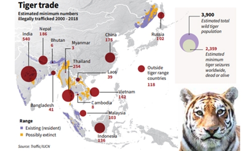 More than 2,300 tigers killed and trafficked this century: report