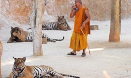 Tug-of-war resumes over Thai temple tigers Tug-of-war resumes over Thai temple tigers