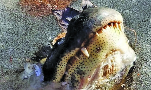 How alligators survive in a frozen pond