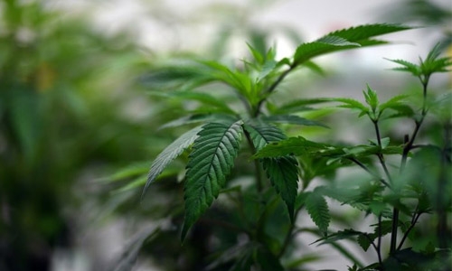 Indonesia jails man who grew marijuana for cancer-stricken wife Indonesia jails man who grew marijuana for cancer-stricken wife