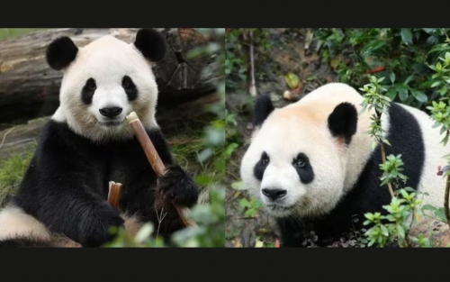 Two giant pandas sent by China arrive in US