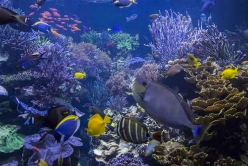 Nations call for ‘quieter’ ocean to help marine life 