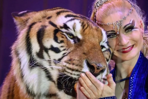Escaped tiger shot dead by German police Escaped tiger shot dead by German police
