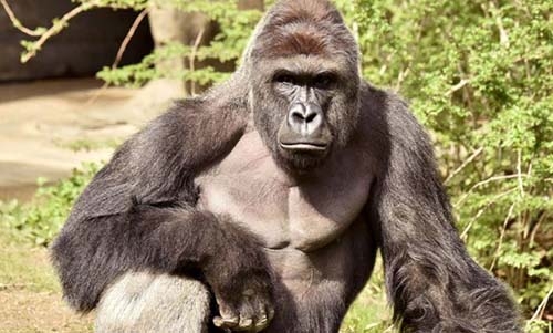 US zoo kills gorilla after boy falls into enclosure