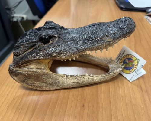 Crocodile head found hidden in luggage at Italian airport