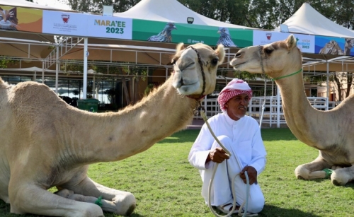 Bahrain Animal Production Show 2023 opens to public