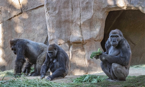 Nine great apes in San Diego become first non-human primates vaccinated for Covid-19
