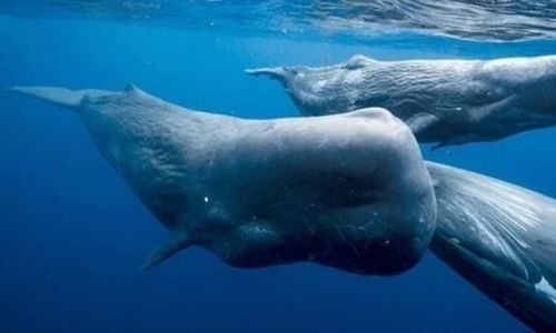 500 pilot whales die on New Zealand islands 500 pilot whales die on New Zealand islands