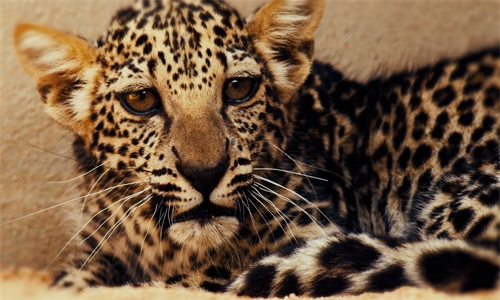 Birth of rare Arabian Leopard cub marks significant milestone in saving a critically endangered species