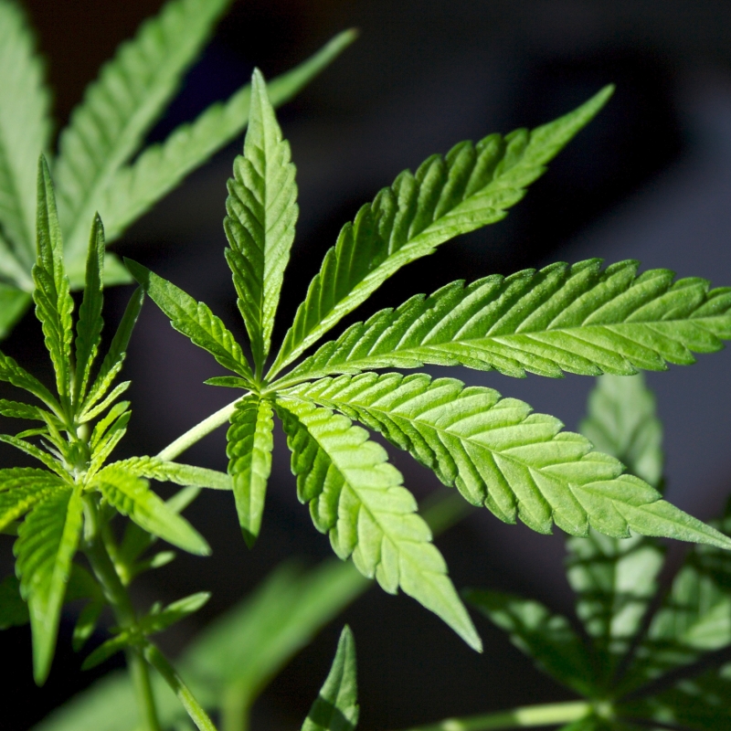 Man who grew marijuana at home loses plea 