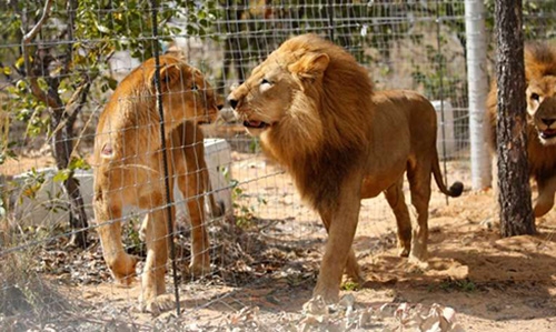 Rescued circus lions take first steps on African veld