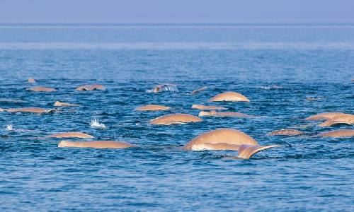 Bahrain home to largest dugong herds, says study