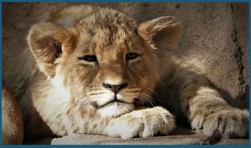 Egyptian TV Host Recovering After On-Air Lion Cub Attack