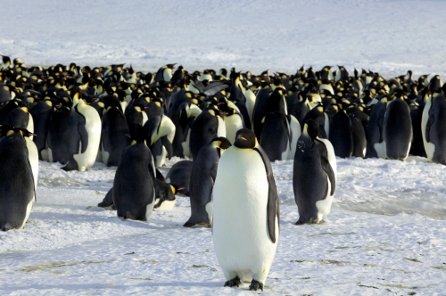 Emperor penguins now a threatened species due to climate change Emperor penguins now a threatened species due to climate change