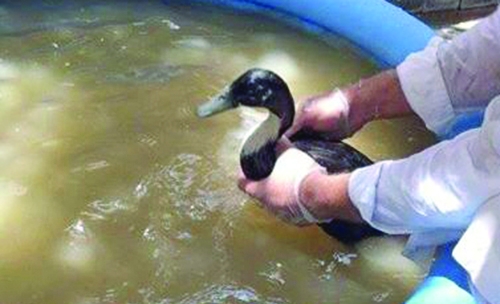 BSPCA rescues duck from sewer pipe