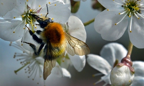 Decline of bees, other pollinators, threatens crop output