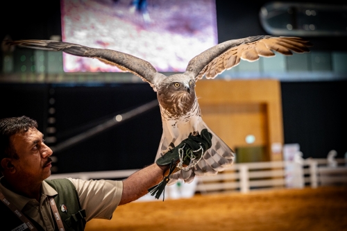Abu Dhabi Gears Up for Biggest Hunting and Equestrian Exhibition Yet Abu Dhabi Gears Up for Biggest Hunting and Equestrian Exhibition Yet