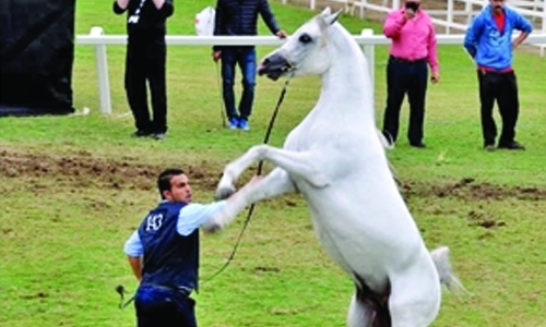 Qatar Horse Show: Bahrain rides high