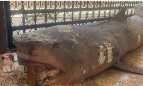 Egypt mummifies shark that ate Russian man
