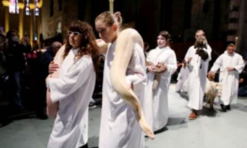 Holy camel! Parade of pets blessed at New York cathedral
