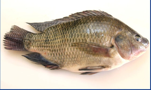 Warning…Stop Eating Tilapia Warning…Stop Eating Tilapia