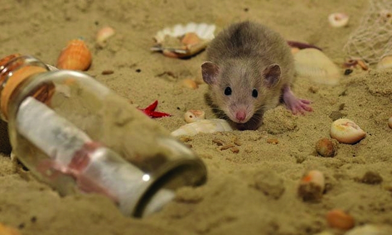 Removing ‘zombie’ cells deters Alzheimer’s in mice