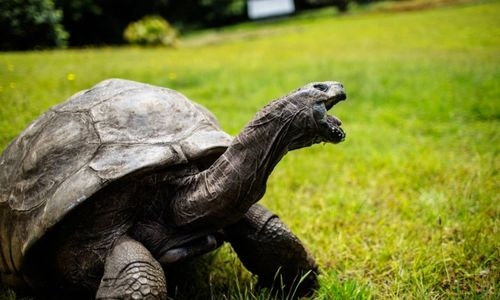 World’s oldest recorded tortoise Jonathan prepares for 190th birthday party