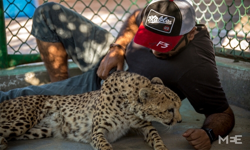 UAE's dangerous love for endangered species