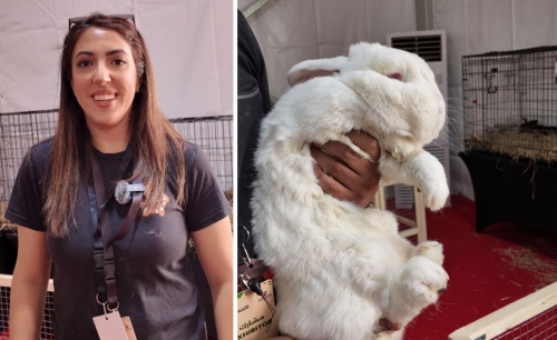 Mara’ee welcomes rare rabbits Mara’ee welcomes rare rabbits