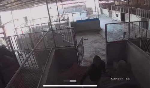 Worker Arrested After Horse Stabbed at Stable Worker Arrested After Horse Stabbed at Stable