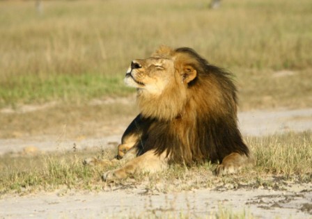 'Cecil the lion' trial postponed in Zimbabwe