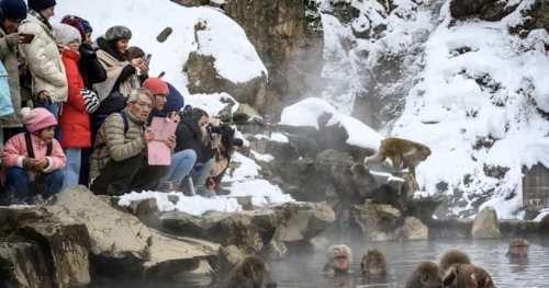 Japan caps snow monkey park visitors amid tourist misconduct