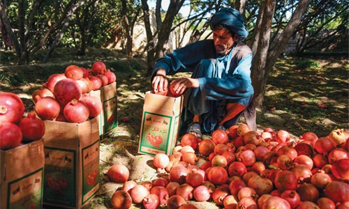 Afghan pomegranate growers squeezed as prices drop Afghan pomegranate growers squeezed as prices drop