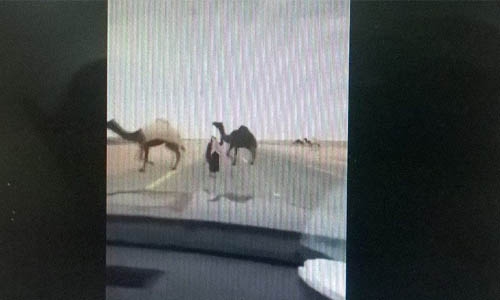 Farmer clears road for camels at gun point