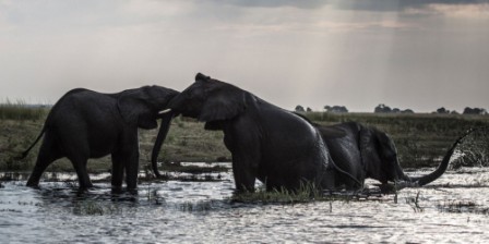 Botswana’s marauding elephants trigger hunting ban debate
