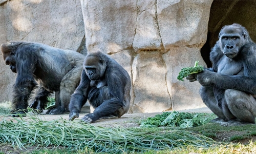 Gorillas test positive for Covid-19 at San Diego Zoo Safari Park