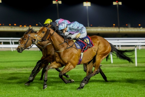Bahrain prepares for historic King’s Cup horse racing festival 