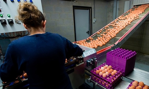 EU to call contaminated eggs crisis meeting